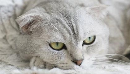 AIYOUXI.COM-雷霆替补中锋表现稳定有望获得更多出场时间，雷霆选中的球员