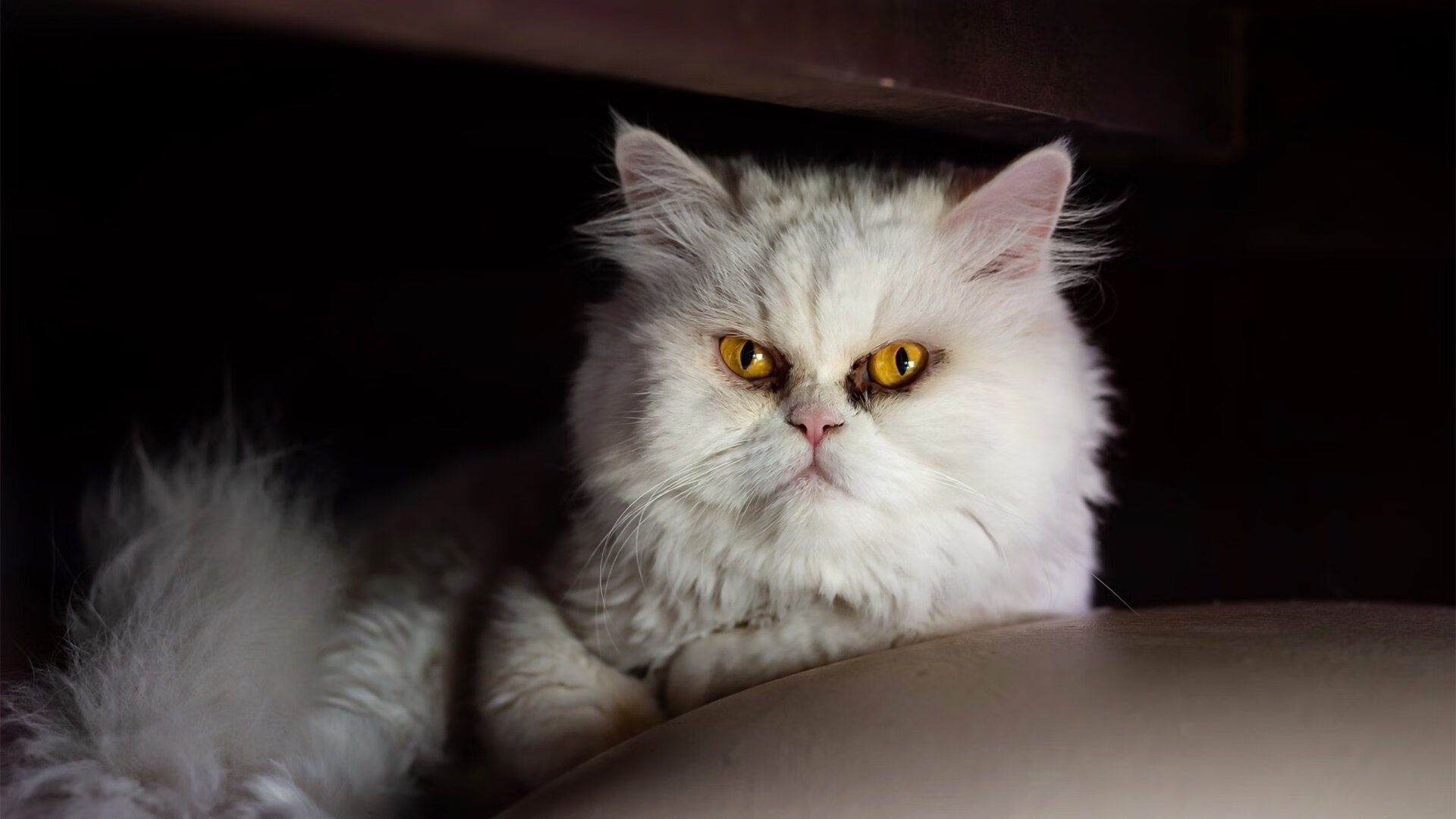 “骑士精神”——车手不屈不挠的拼搏故事，骑士和车手